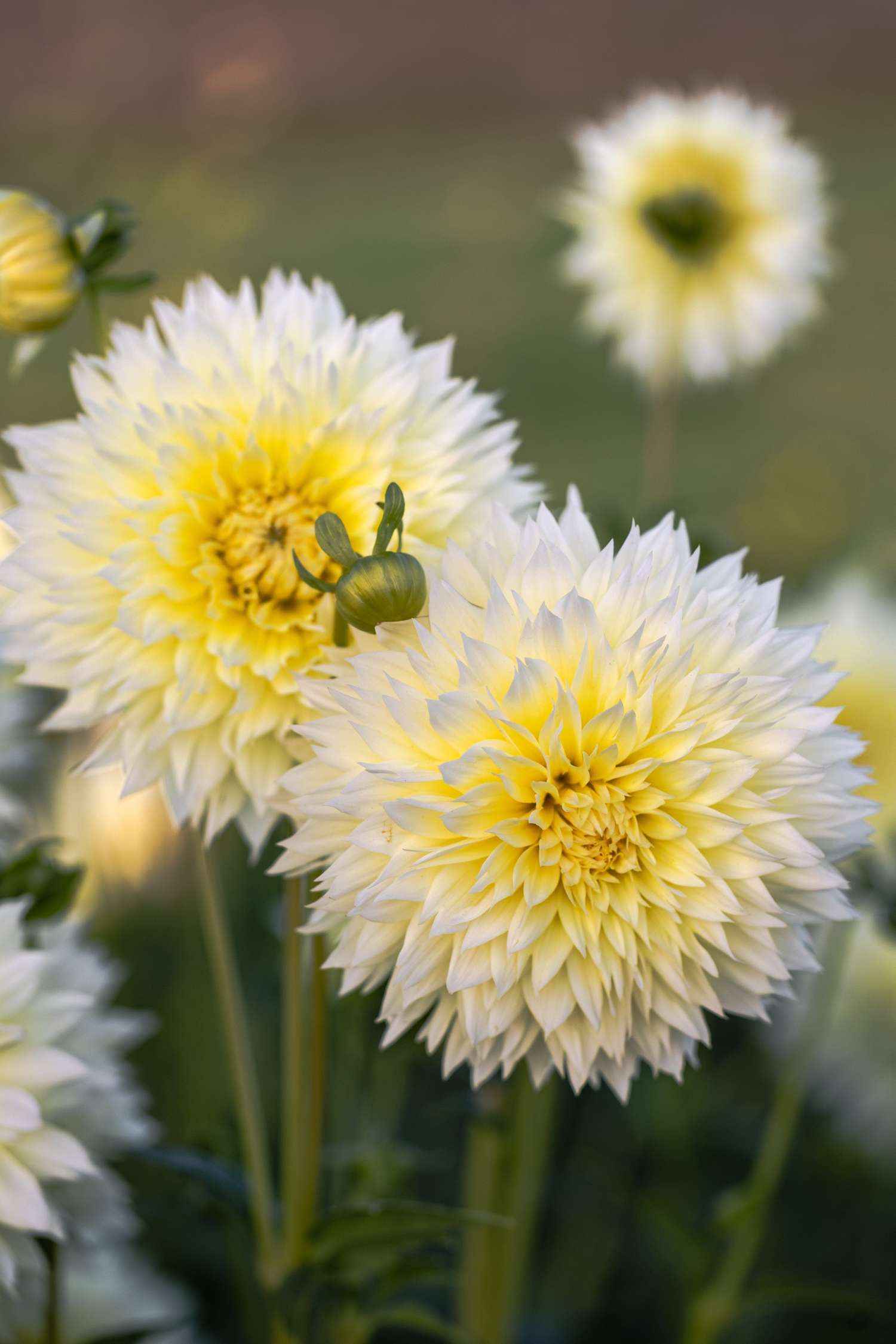 Daalia 'Canary Fubuki'